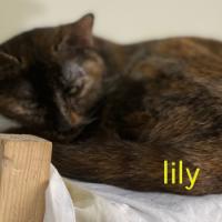 Ficha de Lily