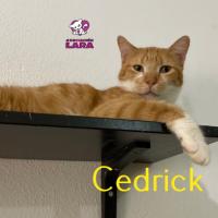 Ficha de Cedrick