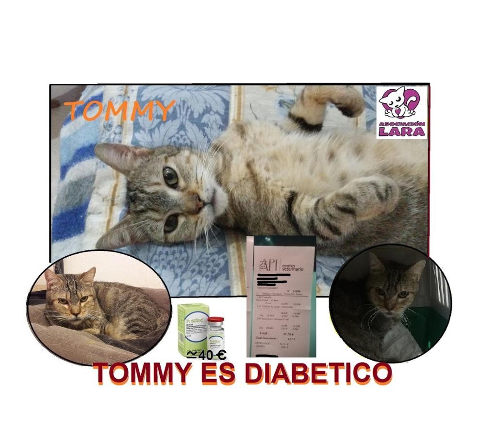 Tommy gato diabetico
